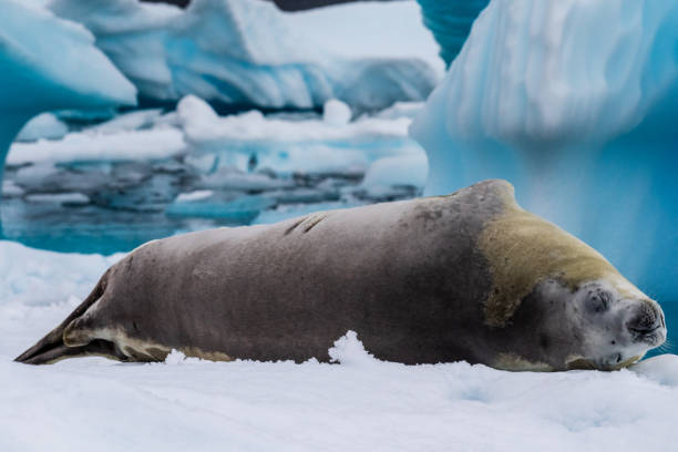 istock Crabeater Seal resting on a sheet of ice 2111308475