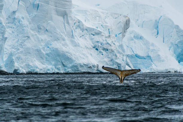 istock Tail of a humpback whale in the Antarctic 2111309006