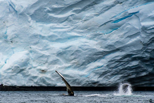 istock Lateral fin of a Humpback Whale 2111309010