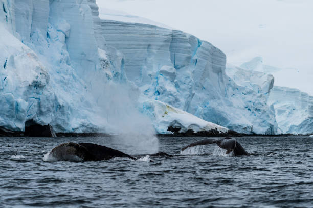 istock Tail of a humpback whale in the Antarctic 2111309012