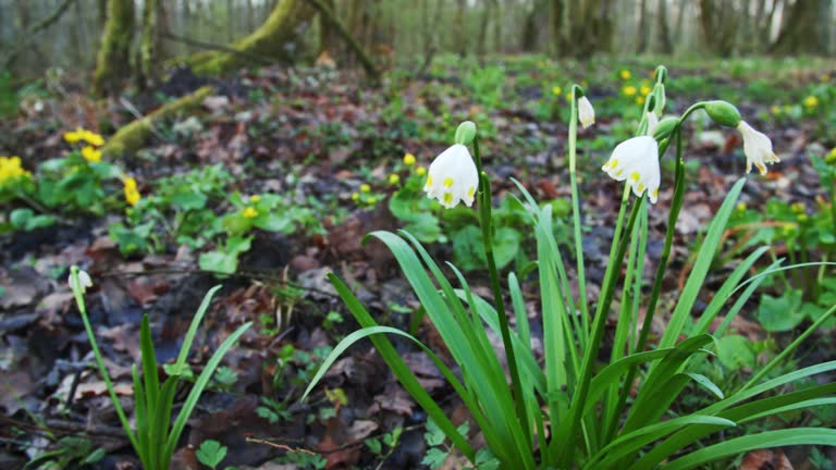 Summer snowflake from a flooded forest in Lonjsko polje, Croatia