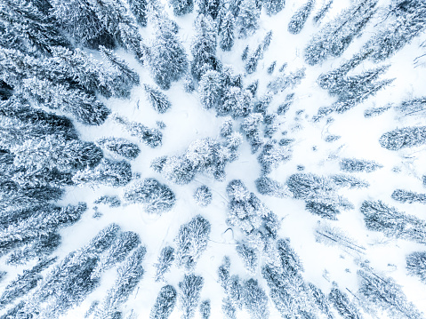 Aerial View of Snow-Blanketed Forest in Sweden During Winter Season