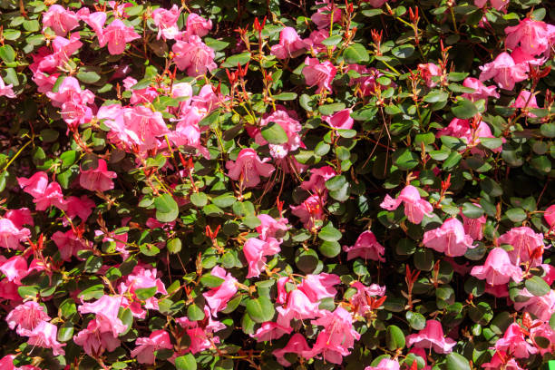 istock Pink Azalea (Rhododendron williamsianum) in full bloom in a garden at spring 2111318715