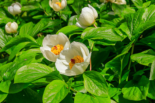 White peony (Paeonia macrophylla) in garden