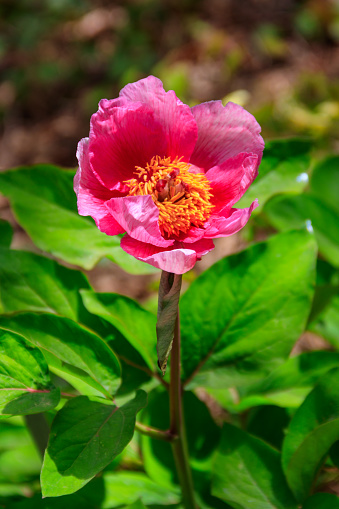 Pink peony (Paeonia macrophylla) in garden