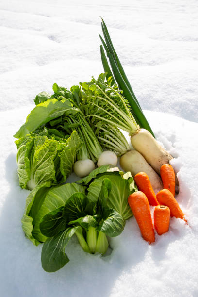 istock Overwintering vegetables, vegetables under snow, vegetables under snow, Japanese winter vegetables 2111319249