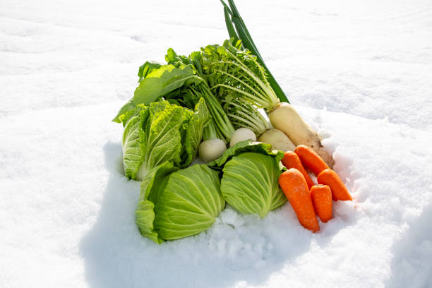 istock Overwintering vegetables, vegetables under snow, vegetables under snow, Japanese winter vegetables 2111319251