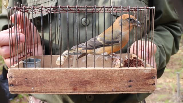 Fowler holds cage with crossbill