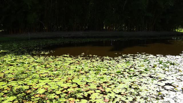Sunlight Shifting Over Swamp Pond