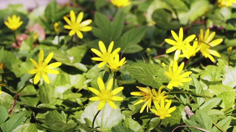 Close-up view of the lesser celandine or pilewort flowers