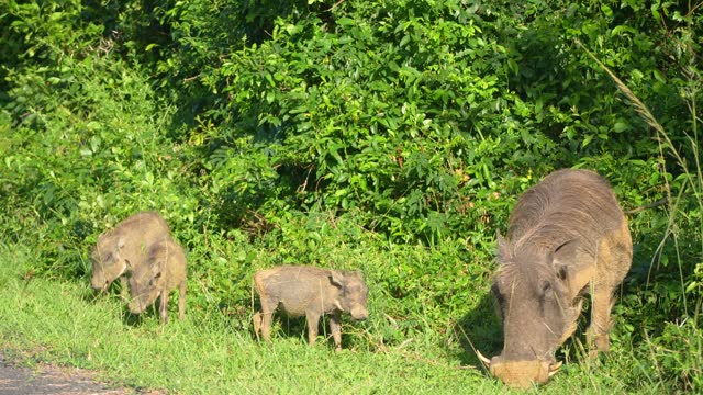 Warthog Family Grazing Alongside Road in Lush Green African Savanna at Daybreak