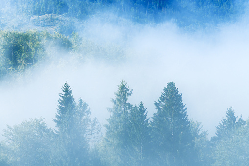 Summer morning fog in pine wood forest, beautiful scenic landscape from Bohinj region in slovenian Triglav national park, horizontal image