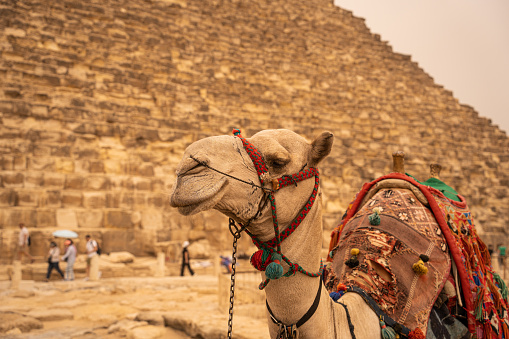 Camel sitting in foreground, Giza Pyramids in background.Egypt, Cairo - Giza