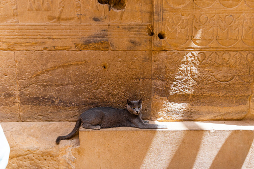 Cat lies in Temple of Isis,Philae, Egypt, Agilkia Island