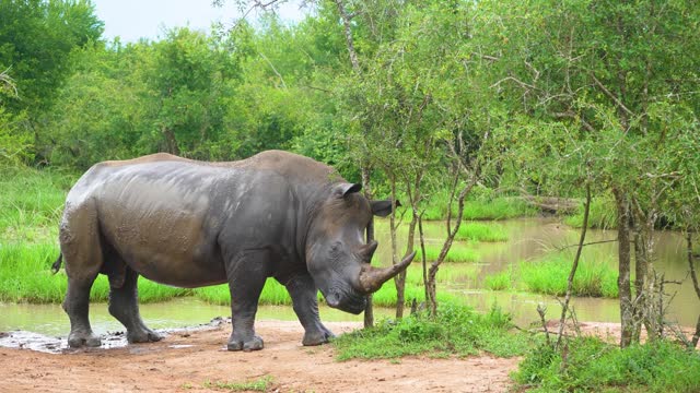 African Rhino Grazing by Waterhole in Natural Habitat and scratching against a tree