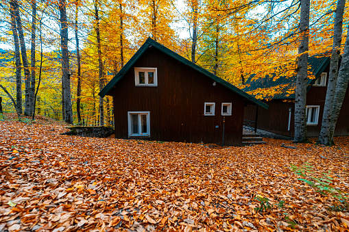 In autumn, the house has a garden covered with yellow leaves. A wooden house in the forest covered with orange and yellow trees.