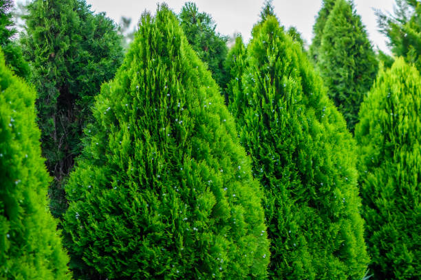 istock Beautiful dense thujas in the garden, in a row providing privacy 2111411541
