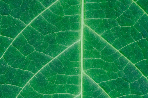 dark green leaf background