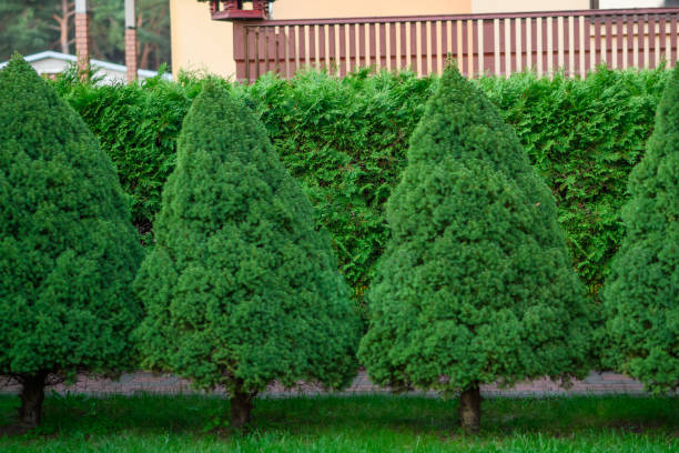 istock White spruce conica well-groomed trees in a row 2111414168