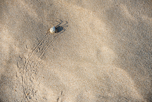 Lobed spider (Argiope lobata), one of the most poisonous spiders in the world, walking on the sand in İzmir, Çeşme, Altınkum
