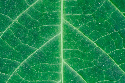 Green background with a leaf blade in a macro close-up, visible veins