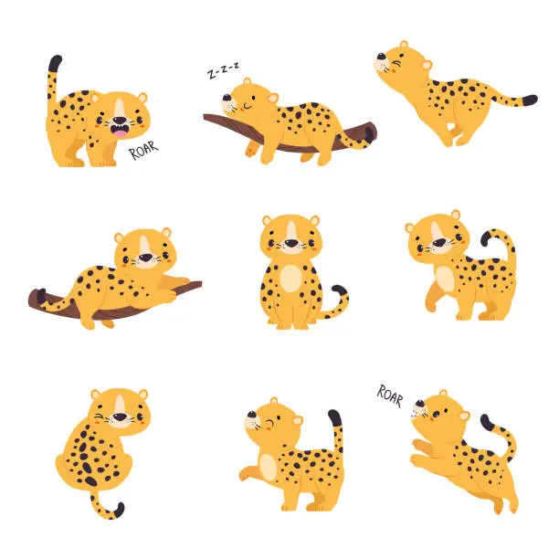 Vector illustration of Cute Leopard or Jaguar Cub Sleeping on Tree Branch and Roaring Vector Set