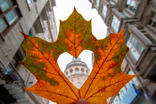 Galata Tower visible from heart pattern on autumn leaves