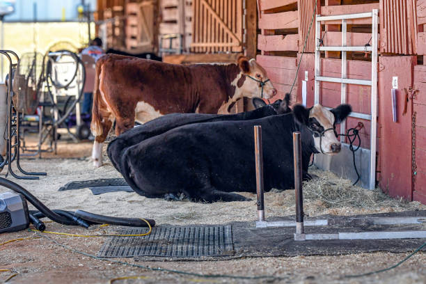 istock Show barn life at a youth cattle show 2111432671