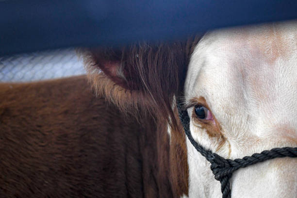 Close-up of a Polled Hereford show heifer resting in the barn between livestock shows.