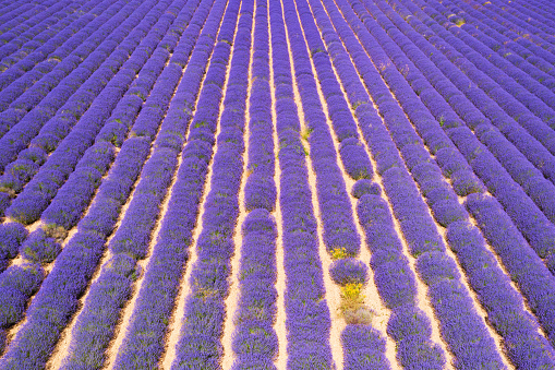 Aerial view of lavender fields in Provence, France