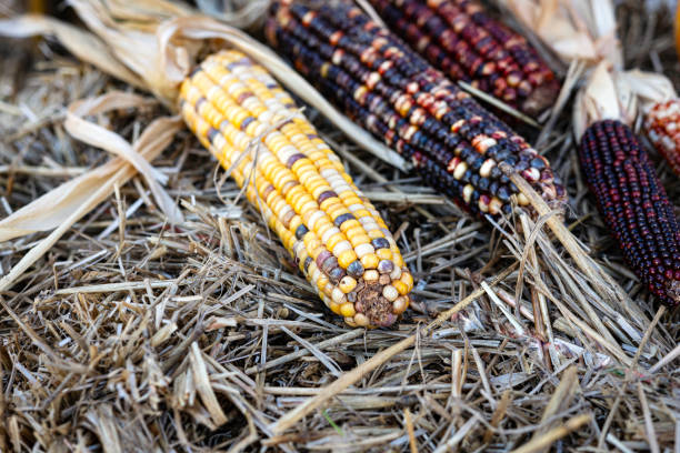 Close up of multi-colored Indian corn in an autumn display on a bale of straw.