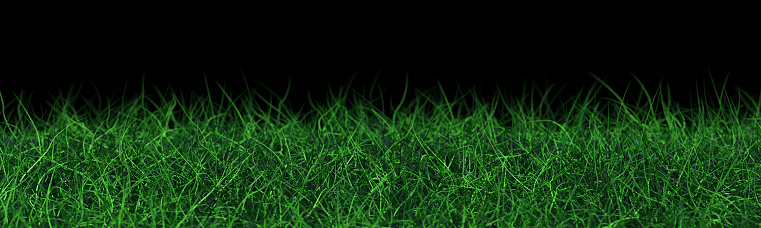 Bright green grass isolated on dark black background, perfect for banners and displays. vibrant, lush grass image is ideal for projects needing natural, organic touch