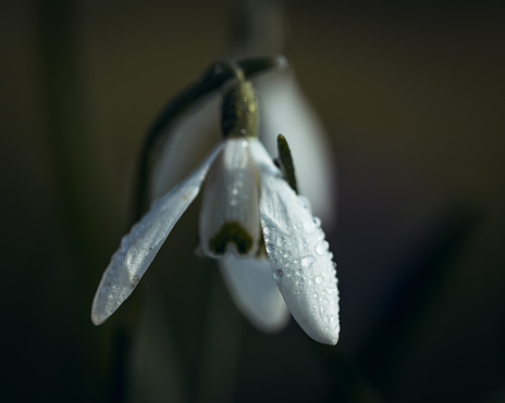 snowdrops in a meadown in springtime