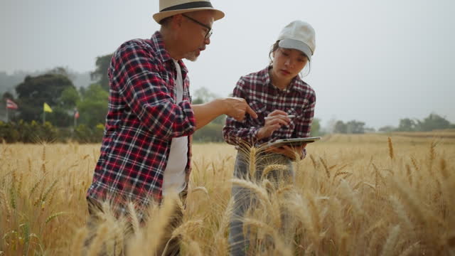 More experienced middle aged male farmer explaining to his younger female coworker about how to take care of the barley crop in the field while she taking notes on her ditital tablet
