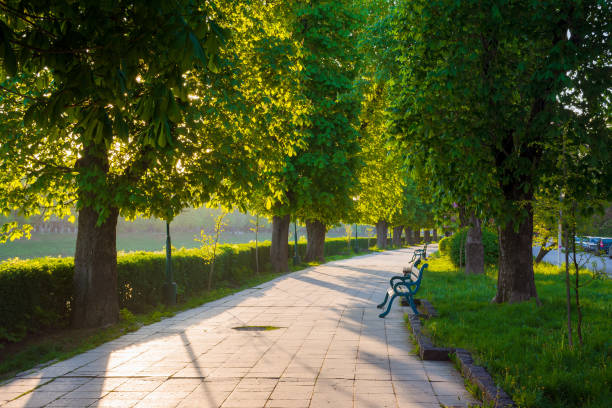 istock avenue with chestnut trees. bench on the side of a paved footpath 2111457616
