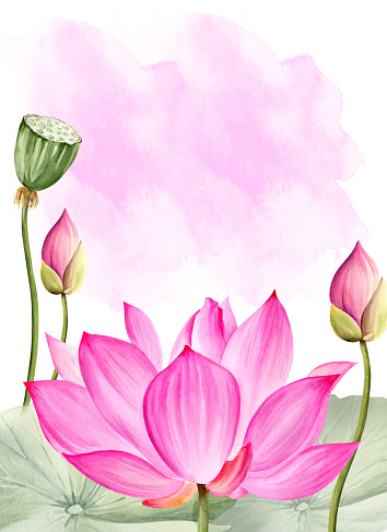 Neon pink lotus flower, seed head and leaves, watercolor illustration isolated on white. Bright Asian tropical water lily plant with bud and pod for spa and yoga salon, blogs, template for botanical card