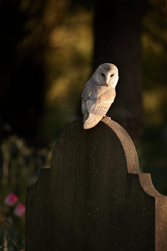 A barn owl perched on a gravestone.