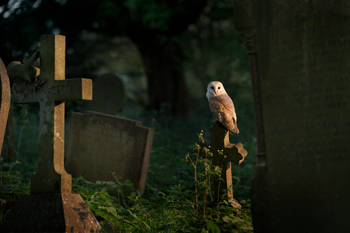 Owl sitting on a cross in a cemetery