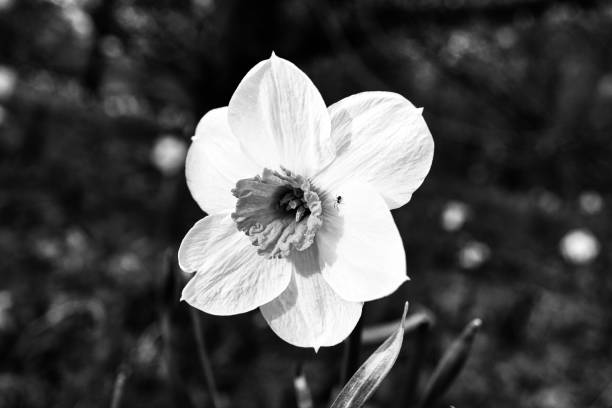 istock Daffodils in a black and white meadow at Easter time. Flowers glow. Early bloomers 2111466576