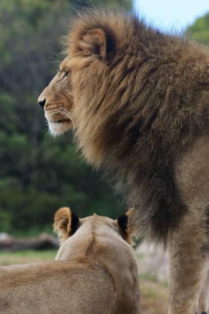 istock Male lion guarding lioness 2111488231
