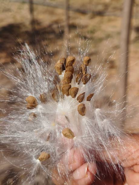 istock Seeds of leptadenia reticulata 2111490282