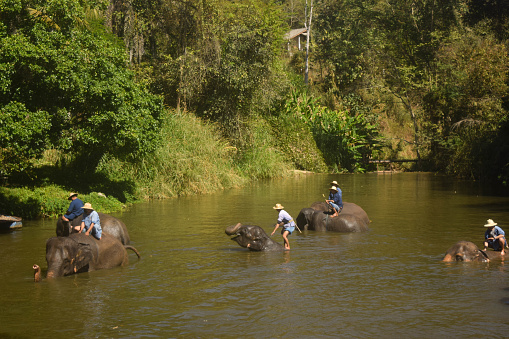 Lampang, Thailand - January 20, 2024: many man a mahout showering elephants in river at The Thai elephant conservation center on the January 20, 2024 in Lampang, Thailand