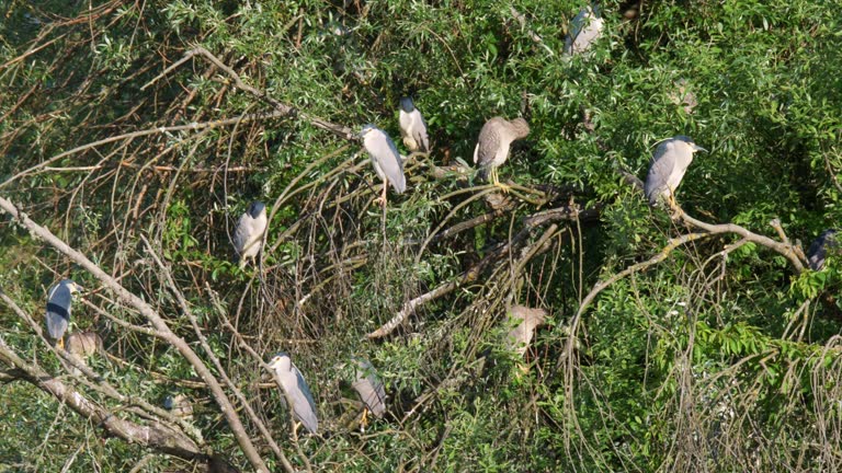 The black-crowned night heron (Nycticorax nycticorax) colony on a tree, Crna Mlaka, Croatia