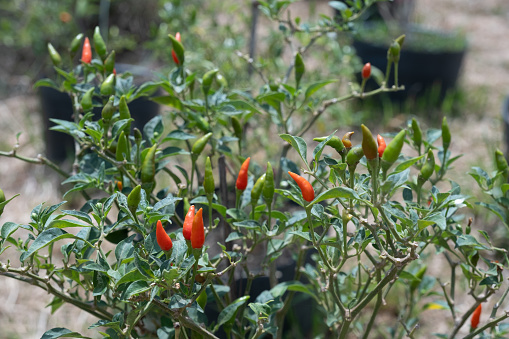 Chili cultivation in Kampot, Cambodia