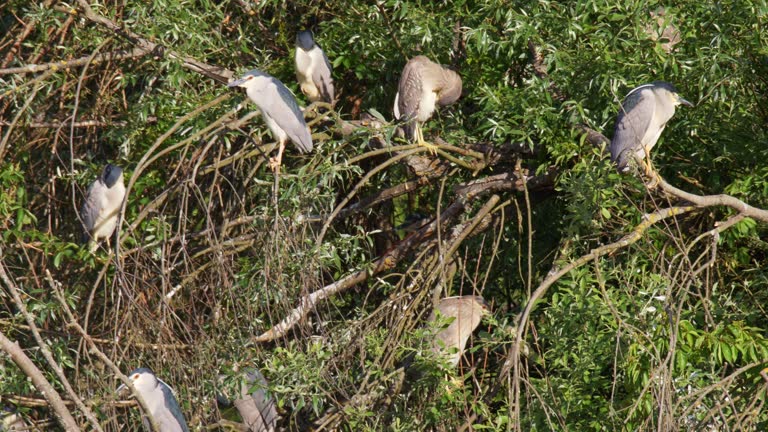 The black-crowned night heron (Nycticorax nycticorax) colony on a tree, Crna Mlaka, Croatia