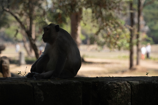 Angkor thom,the most famous  religious site in Cambodia