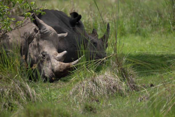 rhino in Uganda stock photo