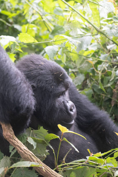 silverback Mountain Gorilla, Uganda stock photo