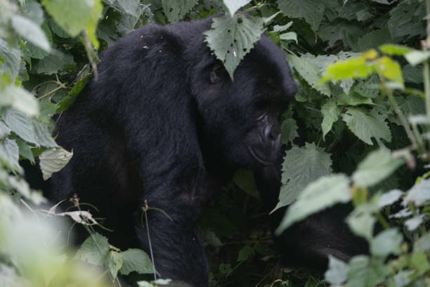 silverback Mountain Gorilla, Uganda stock photo