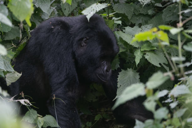 silverback Mountain Gorilla, Uganda stock photo